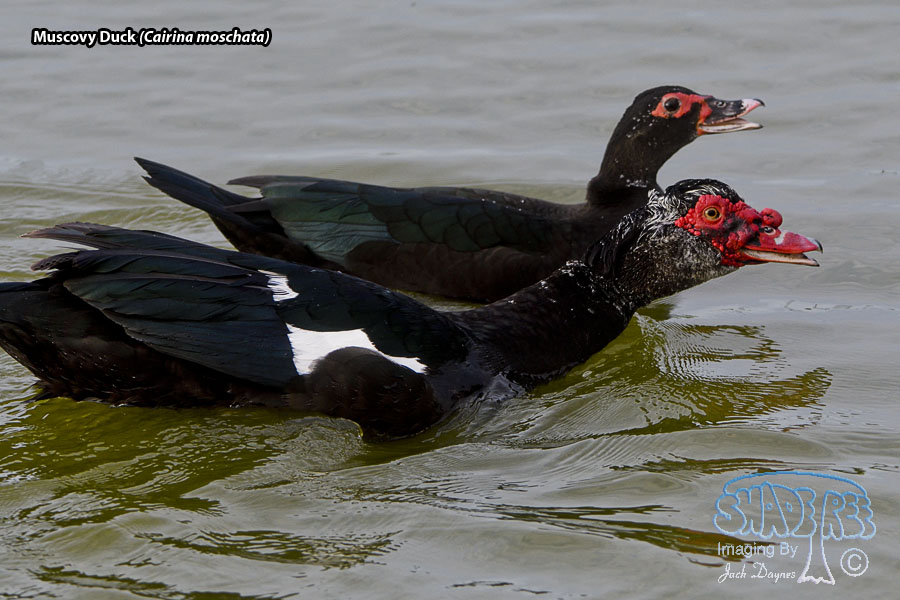 Muscovy Duck - Cairina moschata