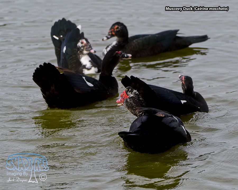 Muscovy Duck - Cairina moschata