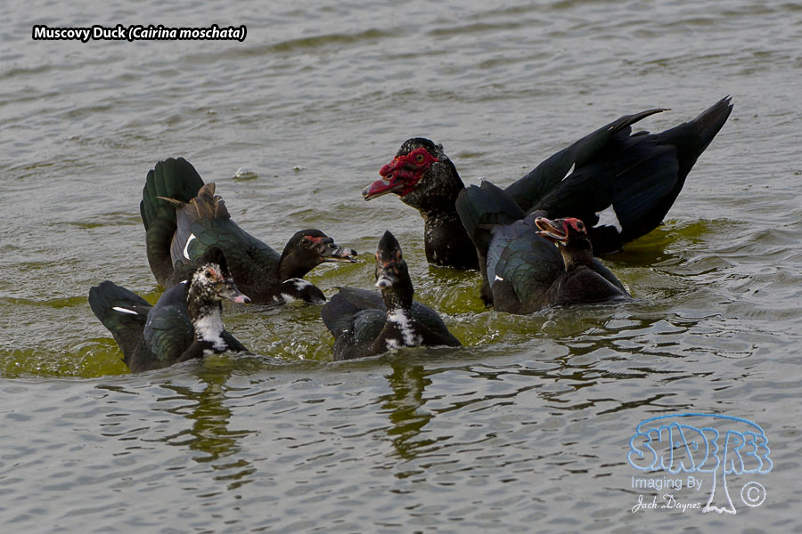Muscovy Duck - Cairina moschata