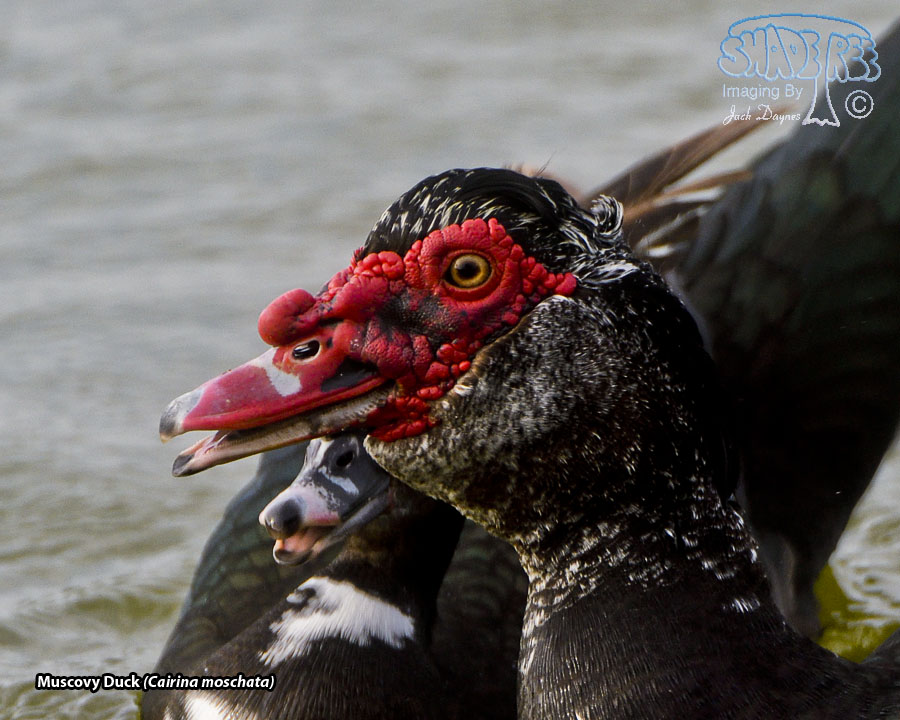 Muscovy Duck - Cairina moschata