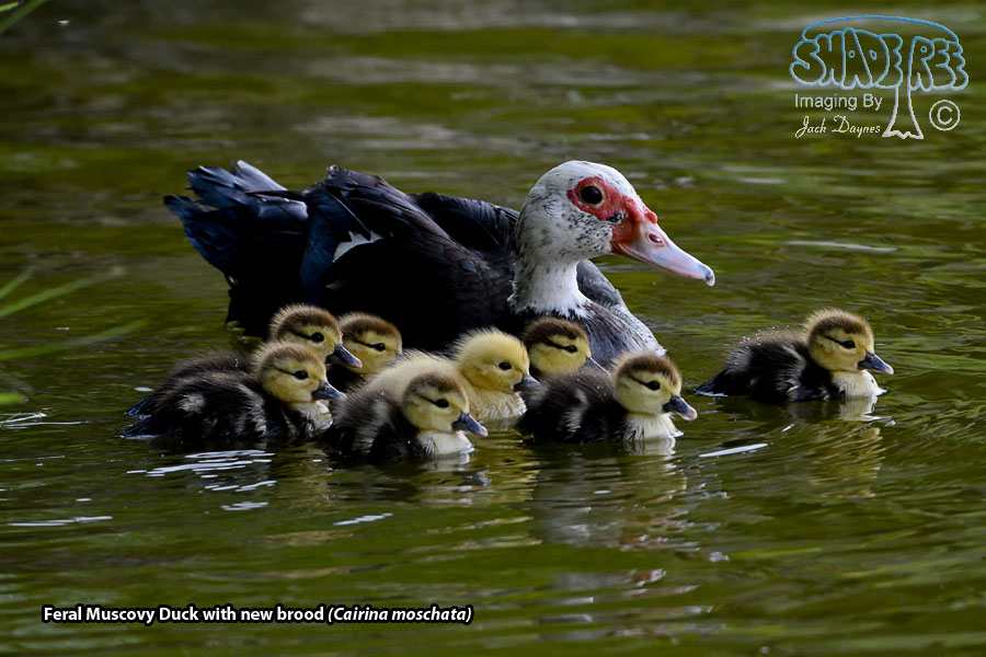 Muscovy Duck - Cairina moschata