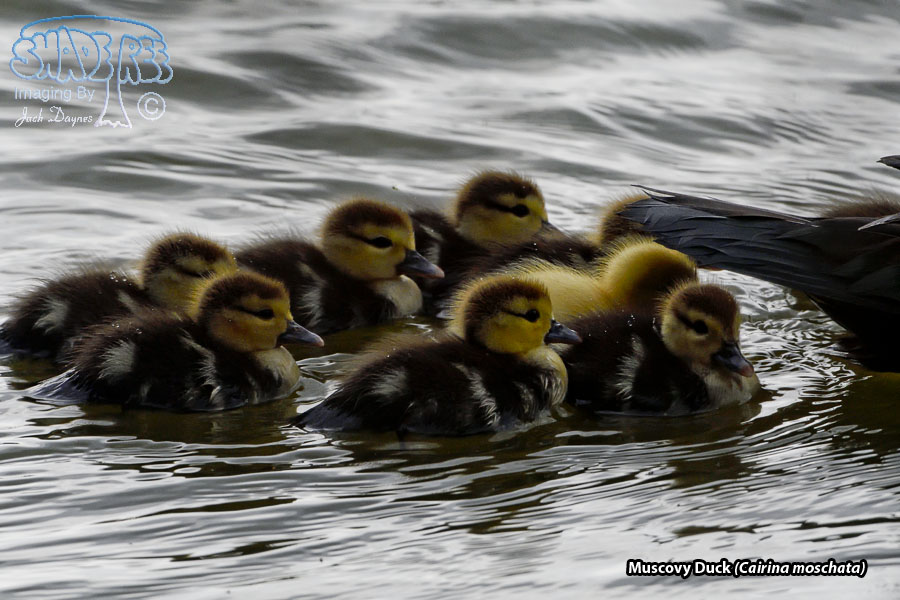 Muscovy Duck - Cairina moschata
