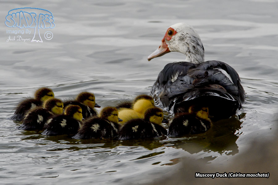 Muscovy Duck - Cairina moschata