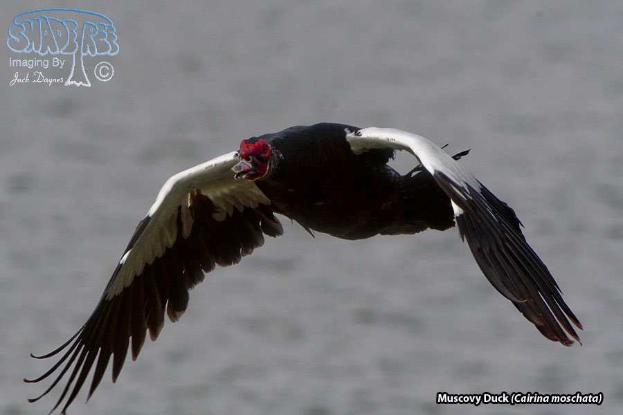 Muscovy Duck - Cairina moschata