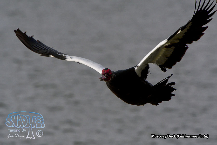 Muscovy Duck - Cairina moschata
