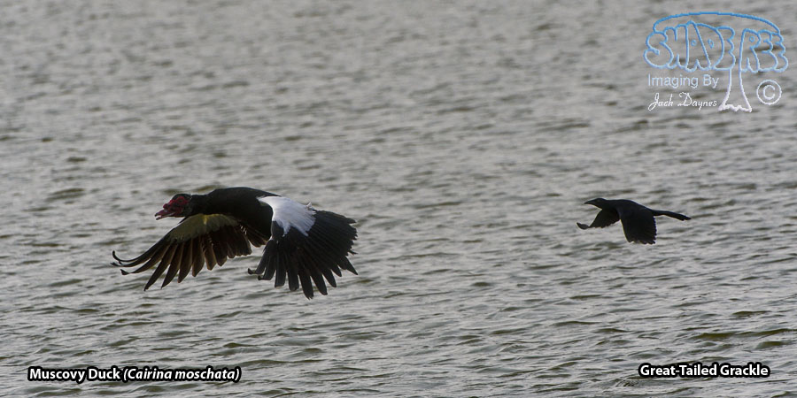 Muscovy Duck - Cairina moschata