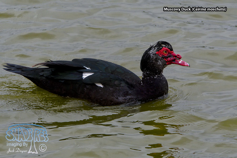 Muscovy Duck - Cairina moschata