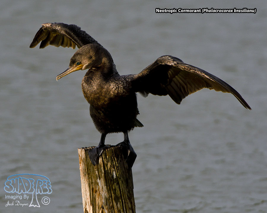Neotropic Cormorant - Phalacrocorax brasilianus