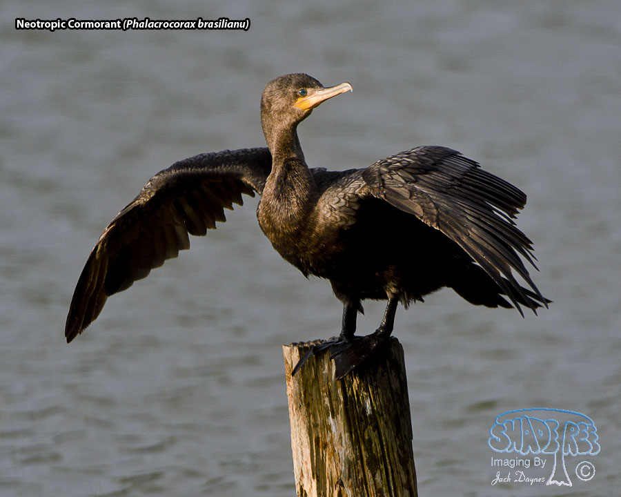 Neotropic Cormorant - Phalacrocorax brasilianus