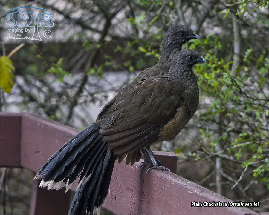 Plain Chachalaca - Ortalis vetula