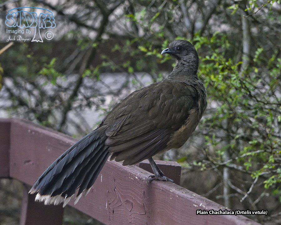 Plain Chachalaca - Ortalis vetula
