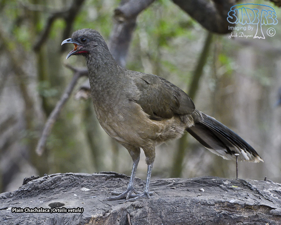 Plain Chachalaca - Ortalis vetula