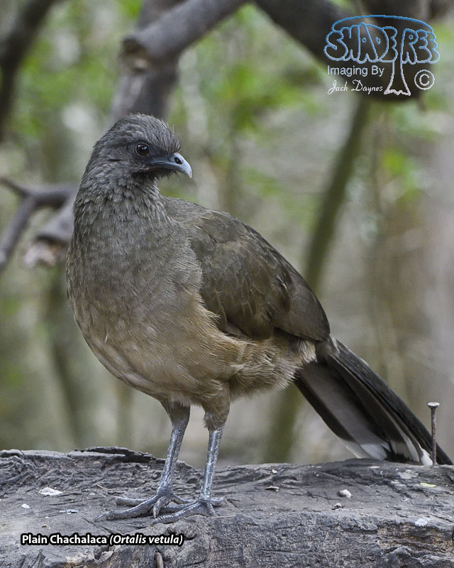 Plain Chachalaca - Ortalis vetula