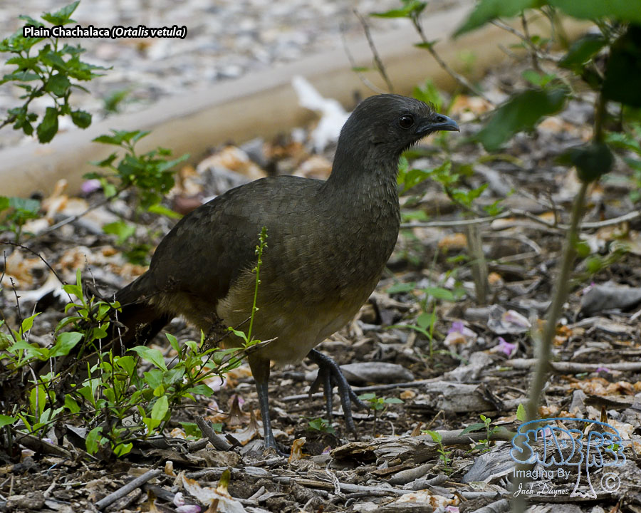 Plain Chachalaca - Ortalis vetula