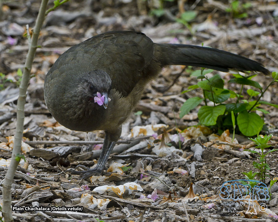 Plain Chachalaca - Ortalis vetula