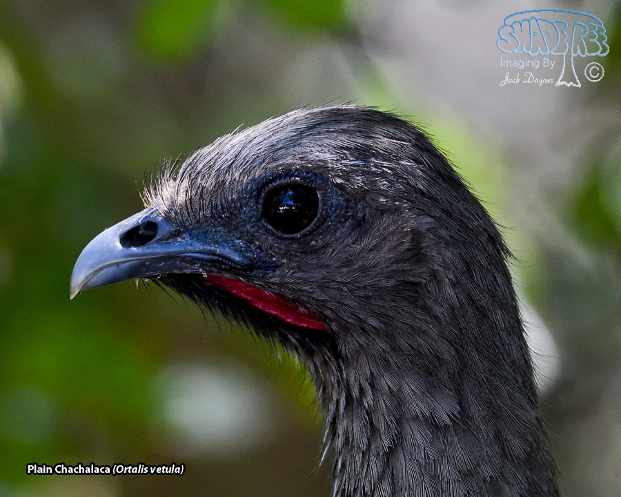 Plain Chachalaca - Ortalis vetula
