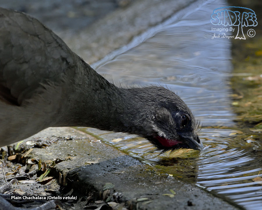 Plain Chachalaca - Ortalis vetula