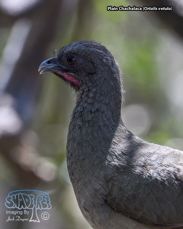 Plain Chachalaca - Ortalis vetula