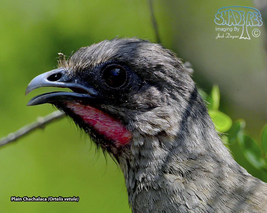 Plain Chachalaca - Ortalis vetula