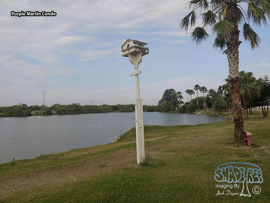 Purple Martin Condo - Scenery