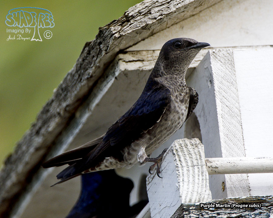 Purple Martin - Progne subis