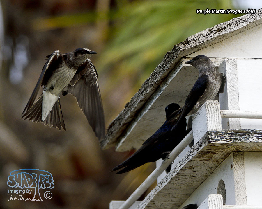 Purple Martin - Progne subis