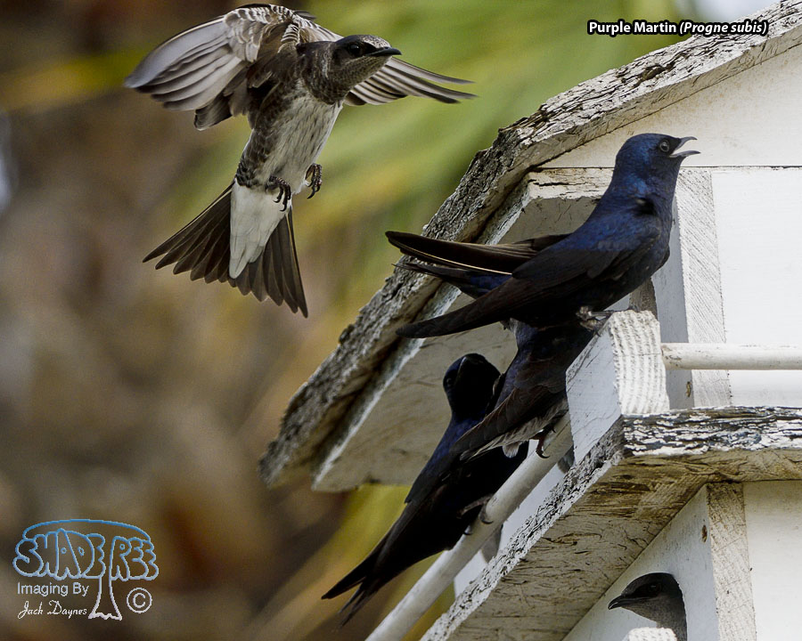Purple Martin - Progne subis