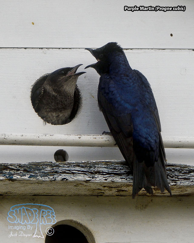 Purple Martin - Progne subis