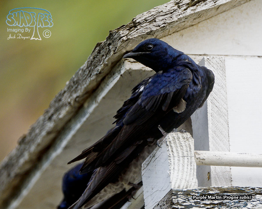 Purple Martin - Progne subis