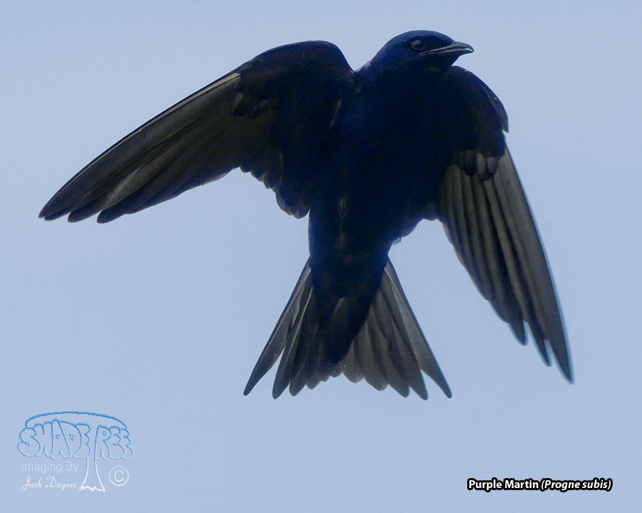 Purple Martin - Progne subis