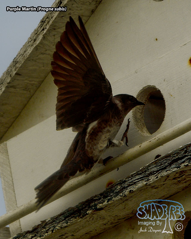 Purple Martin - Progne subis