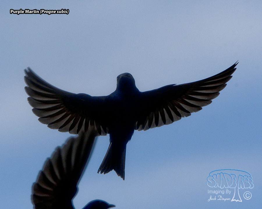 Purple Martin - Progne subis