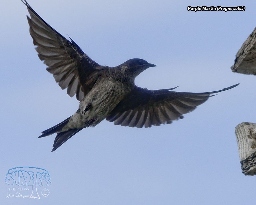 Purple Martin - Progne subis