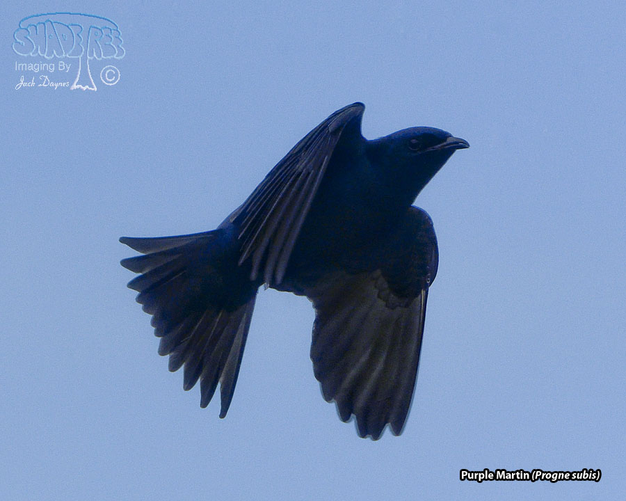 Purple Martin - Progne subis