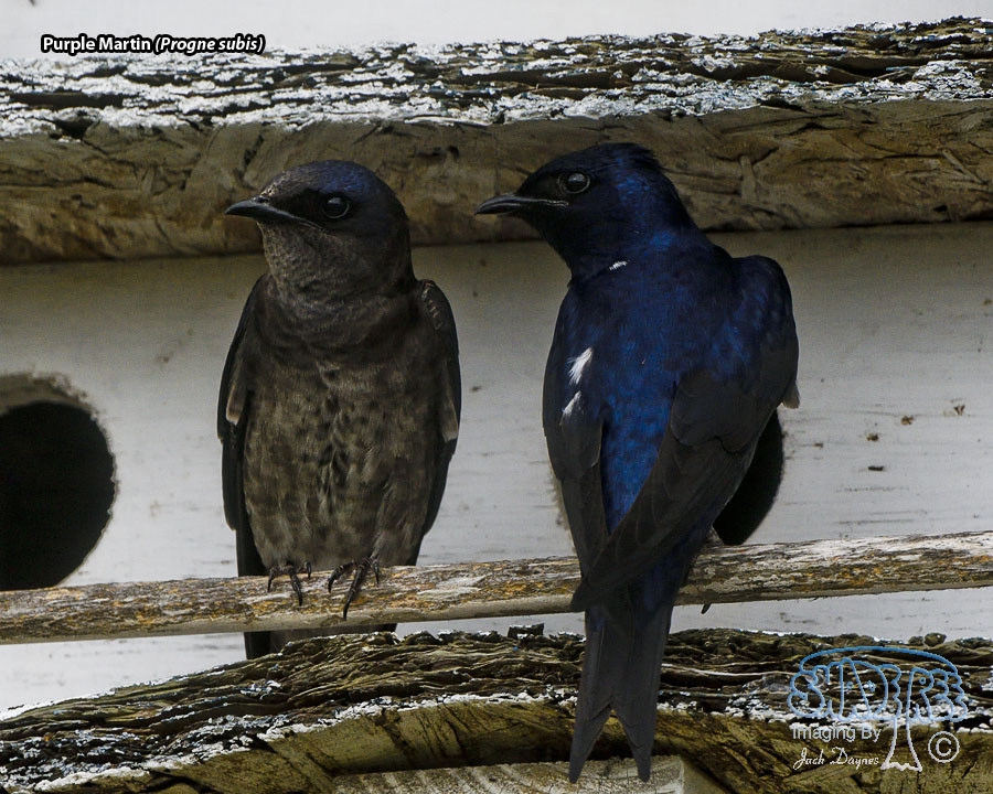 Purple Martin - Progne subis