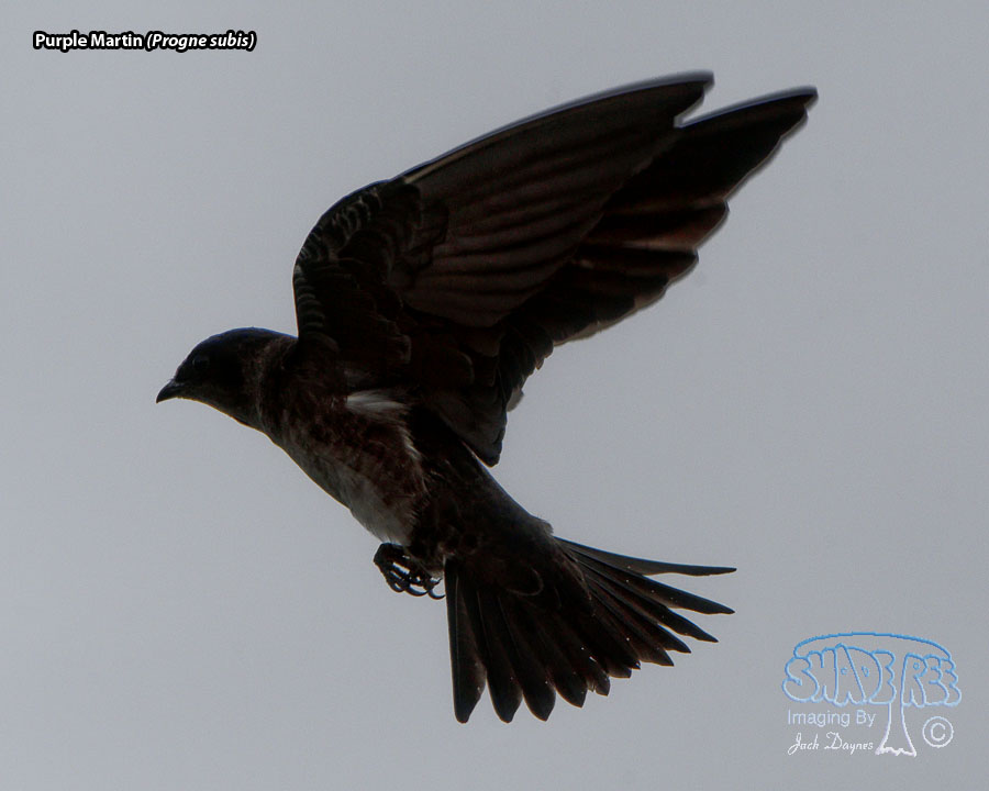 Purple Martin - Progne subis