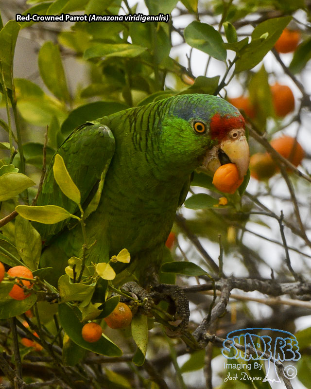 Red-Crowned Parrot - Amazona viridigenalis