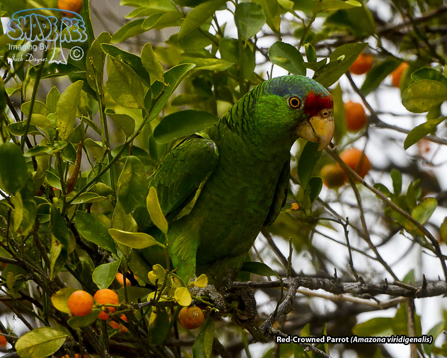 Red-Crowned Parrot - Amazona viridigenalis