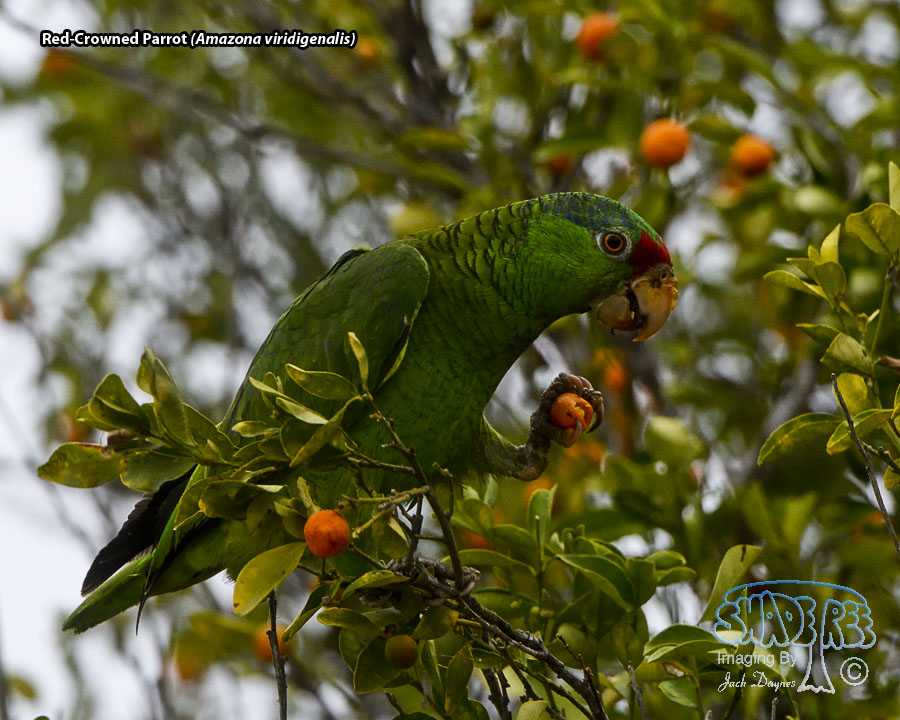 Red-Crowned Parrot - Amazona viridigenalis