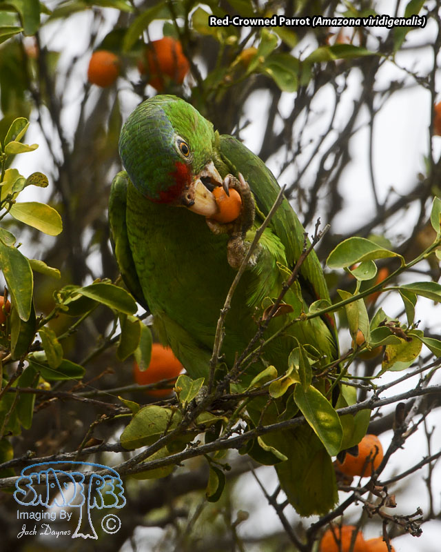 Red-Crowned Parrot - Amazona viridigenalis