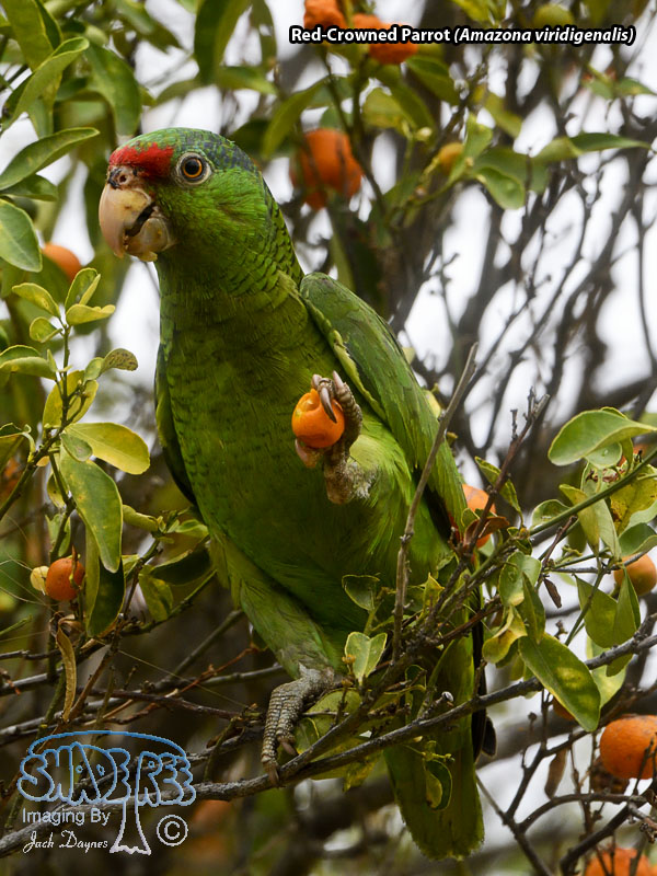 Red-Crowned Parrot - Amazona viridigenalis