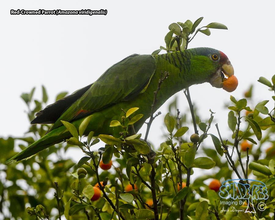 Red-Crowned Parrot - Amazona viridigenalis