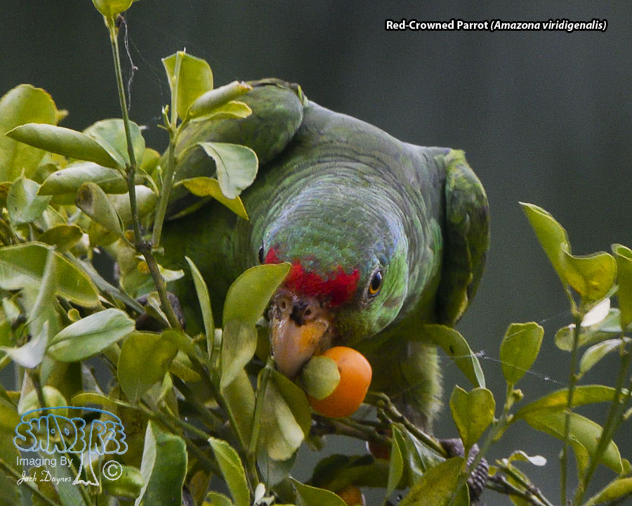 Red-Crowned Parrot - Amazona viridigenalis