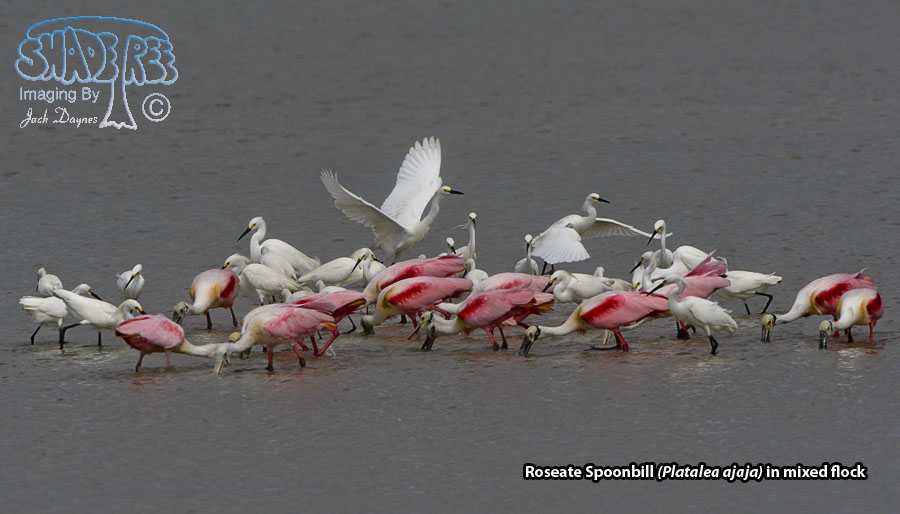 Roseate Spoonbill - Platalea ajaja