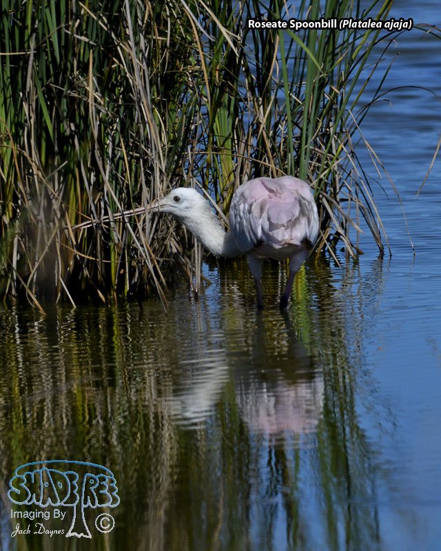 Roseate Spoonbill - Platalea ajaja