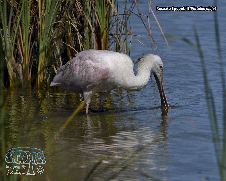 Roseate Spoonbill - Platalea ajaja