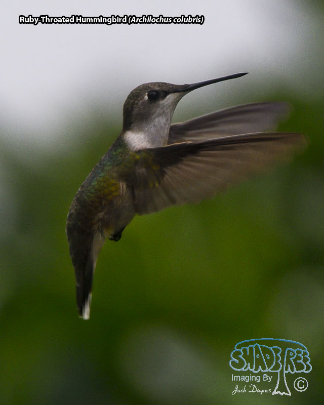 Ruby-Throated Hummingbird - Archilochus colubris