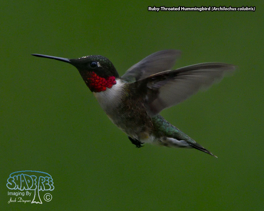 Ruby-Throated Hummingbird - Archilochus colubris