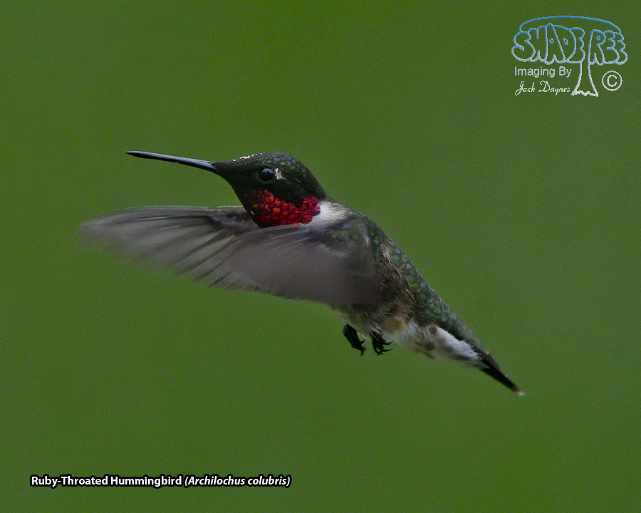 Ruby-Throated Hummingbird - Archilochus colubris