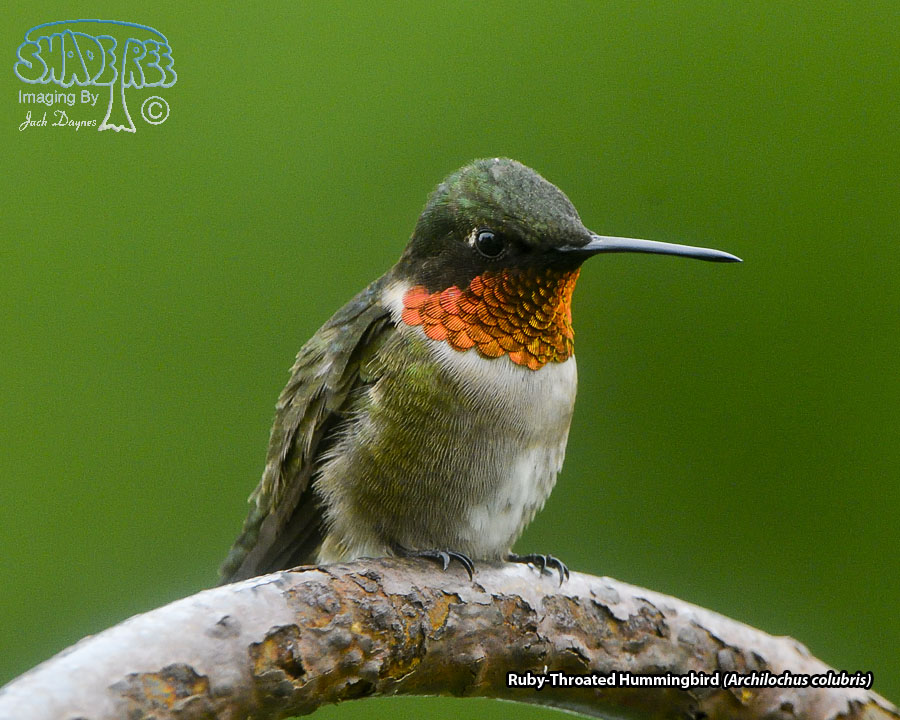 Ruby-Throated Hummingbird - Archilochus colubris